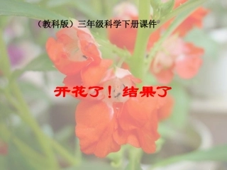 开花了-结果了