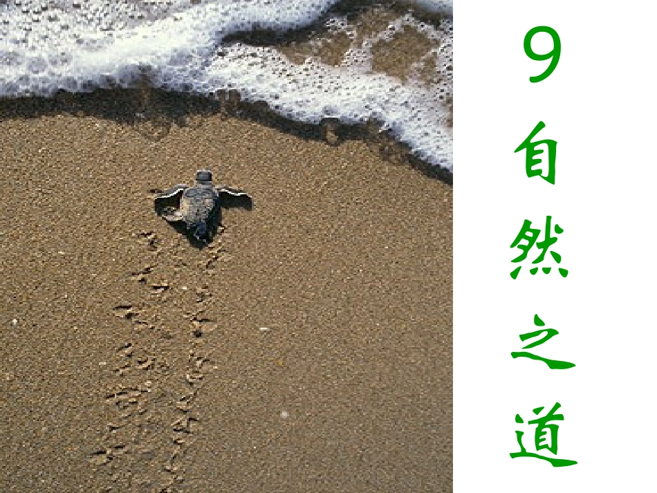 新课标人教版第八册语文自然之道优秀课件下载_第1页