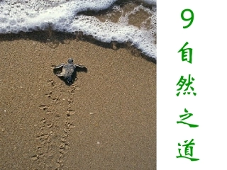 新课标人教版第八册语文自然之道优秀课件下载