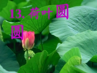 (部编)人教语文2011课标版一年级下册《13-荷叶圆圆》课件