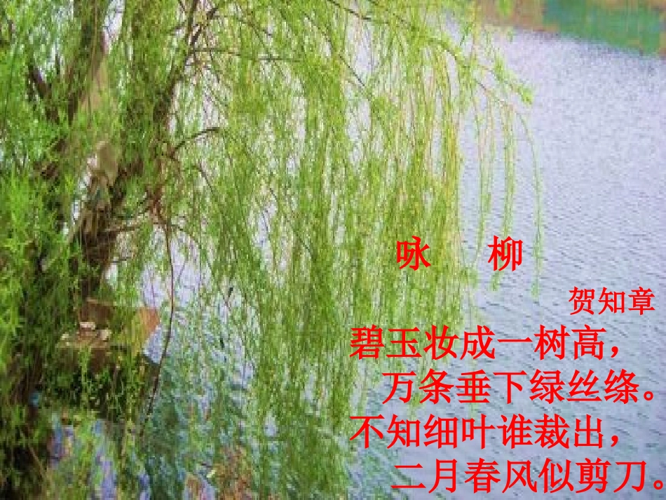 15青海高原一株柳2_第2页