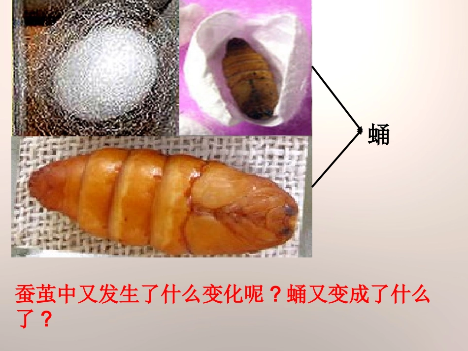 蚕的生长变化_第2页