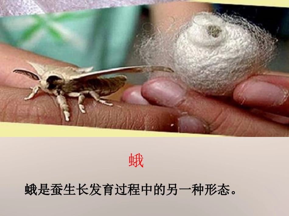 蚕的生长变化_第3页