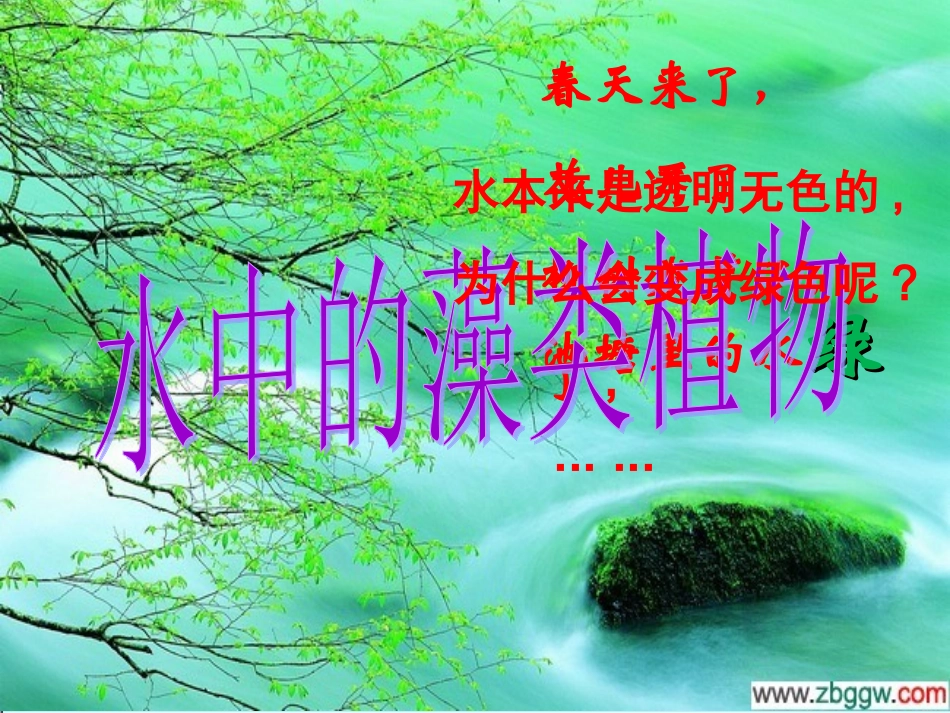 第2节水中的藻类植物-(2)_第2页