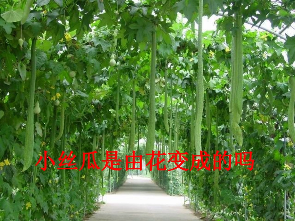 果实里的新生命_第3页