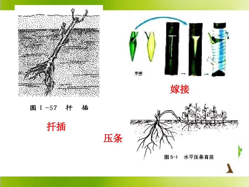 《菊花的组织培养》参考课件_第3页