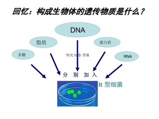 提取和鉴定DNA