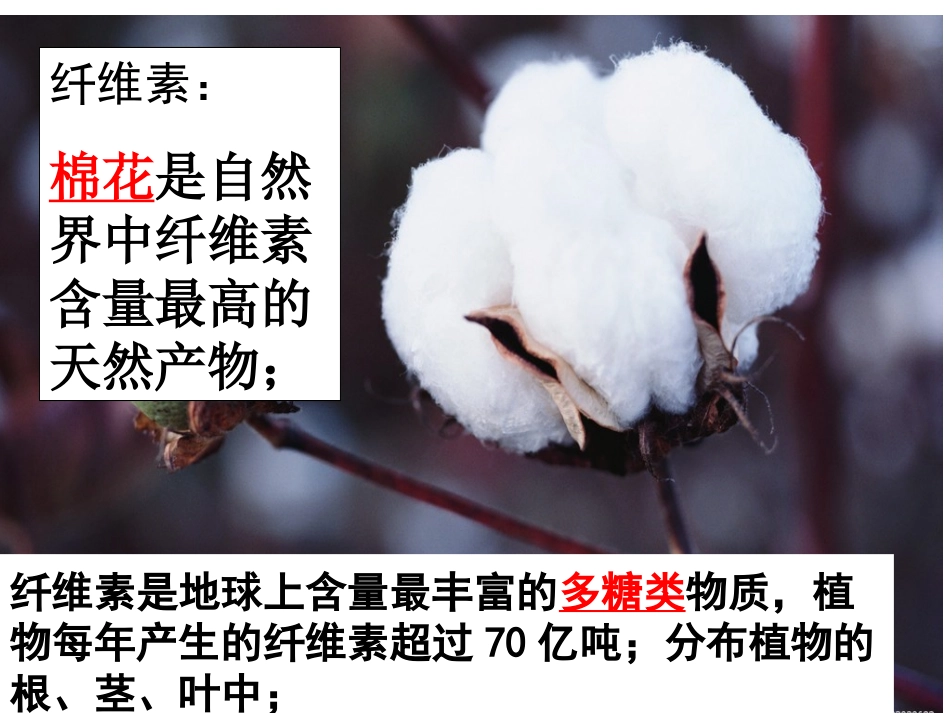 课题研究分离土壤中能分解纤维素的微生物_第1页