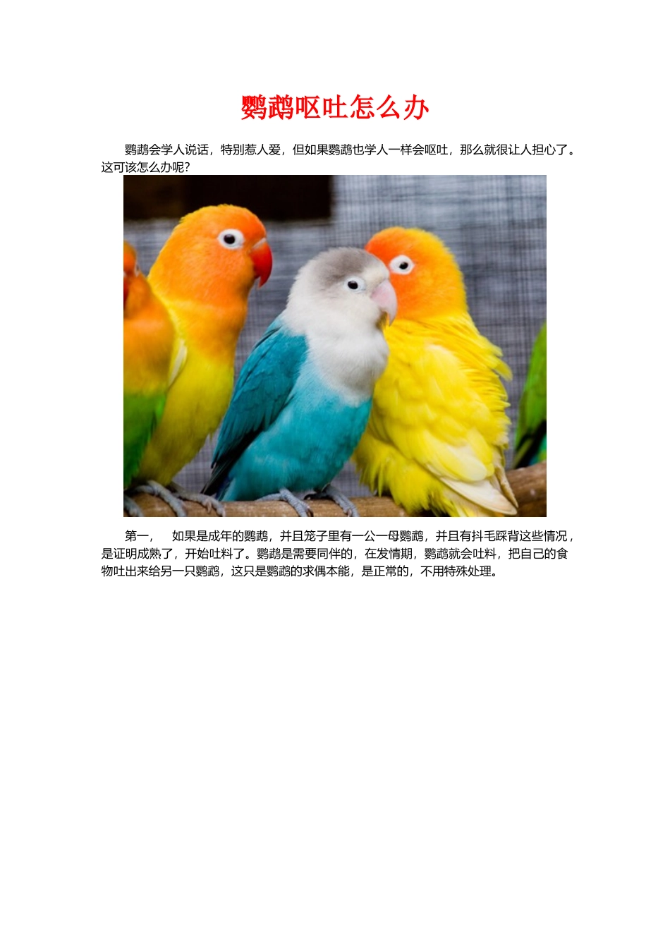 鹦鹉呕吐怎么办_第1页