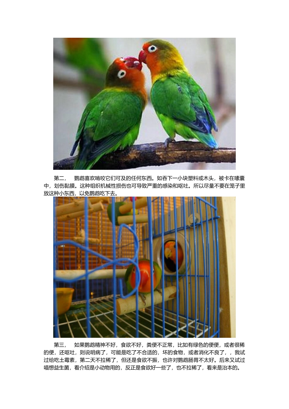 鹦鹉呕吐怎么办_第2页
