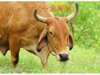 老水牛角弯弯