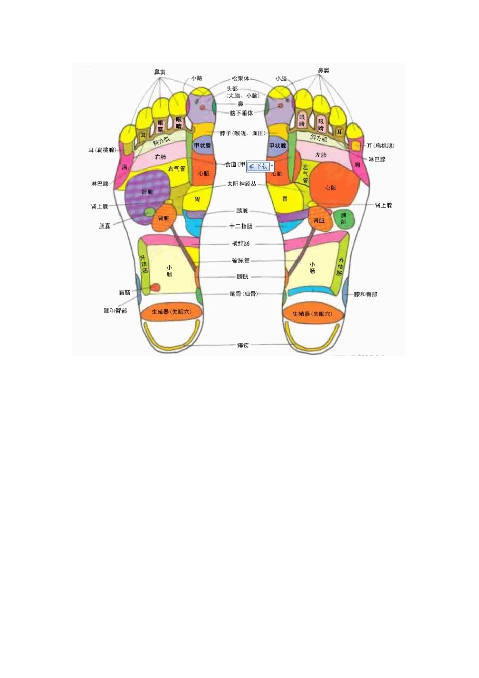 足底按磨的穴位对应器官图解_第1页