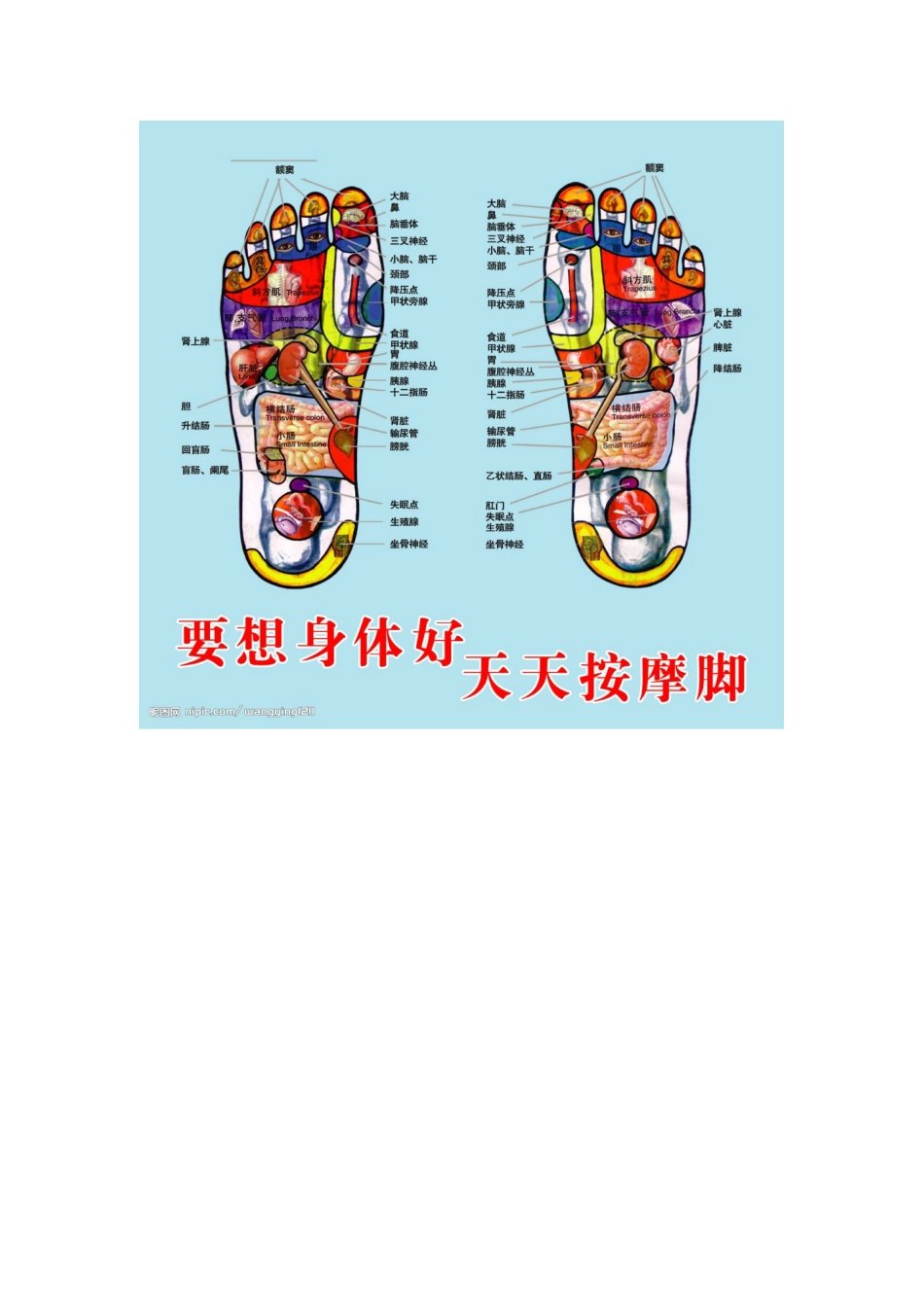 足底按磨的穴位对应器官图解_第2页