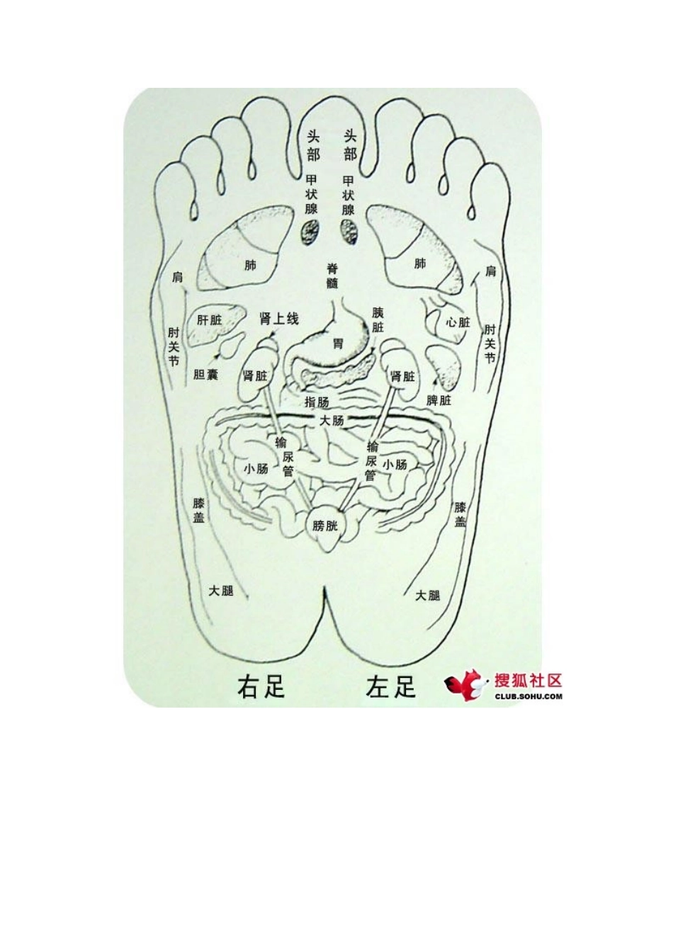 足底按磨的穴位对应器官图解_第3页