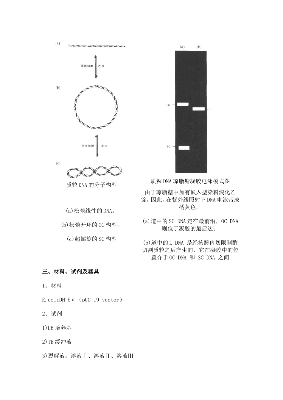 质粒电泳的条带_第2页