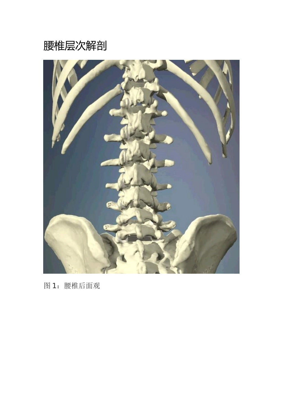 腰椎层次解剖_第1页