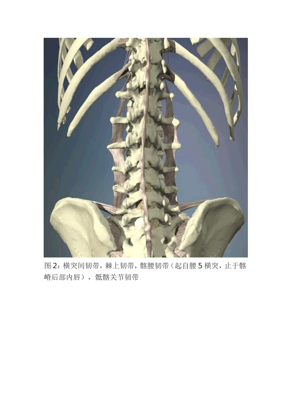 腰椎层次解剖_第2页
