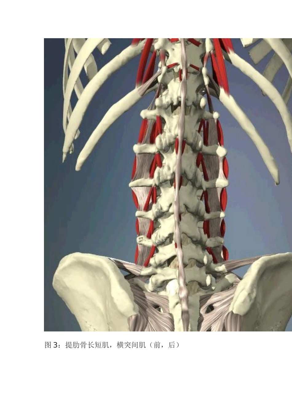 腰椎层次解剖_第3页