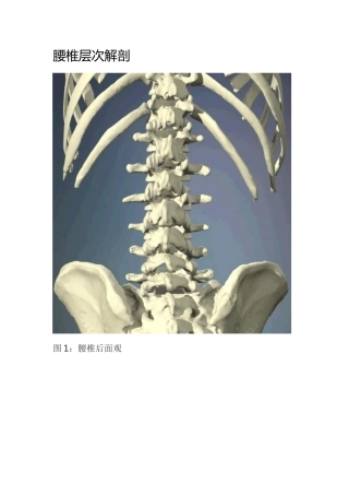 腰椎层次解剖