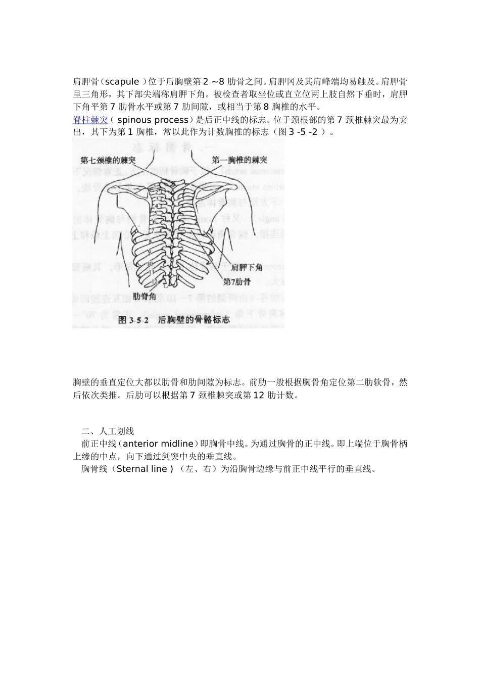 胸部的骨性标志_第2页