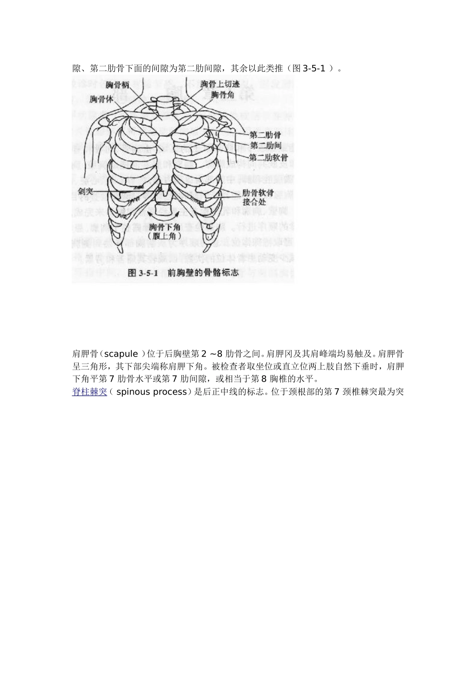 胸部的骨性标志及范围_第2页