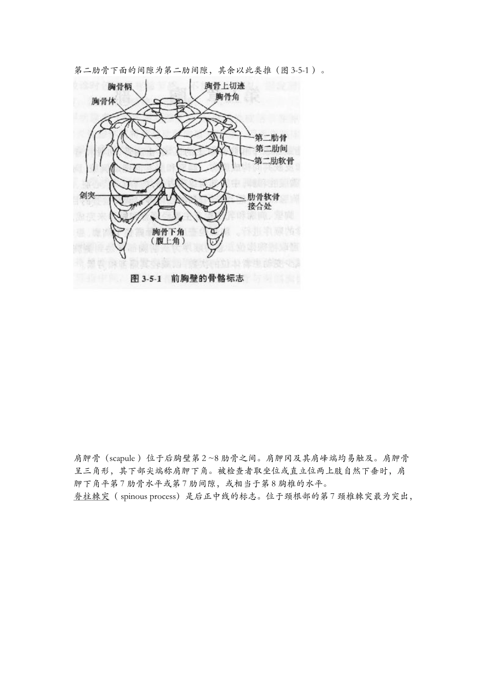 胸部体表标志_第2页