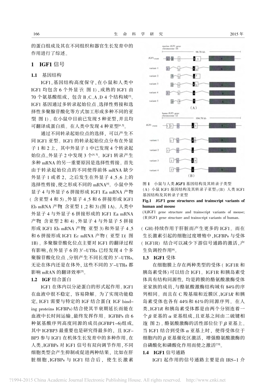 胰岛素样生长因子1及其在组织和器官生长发育中的作用_曾永芬_第2页