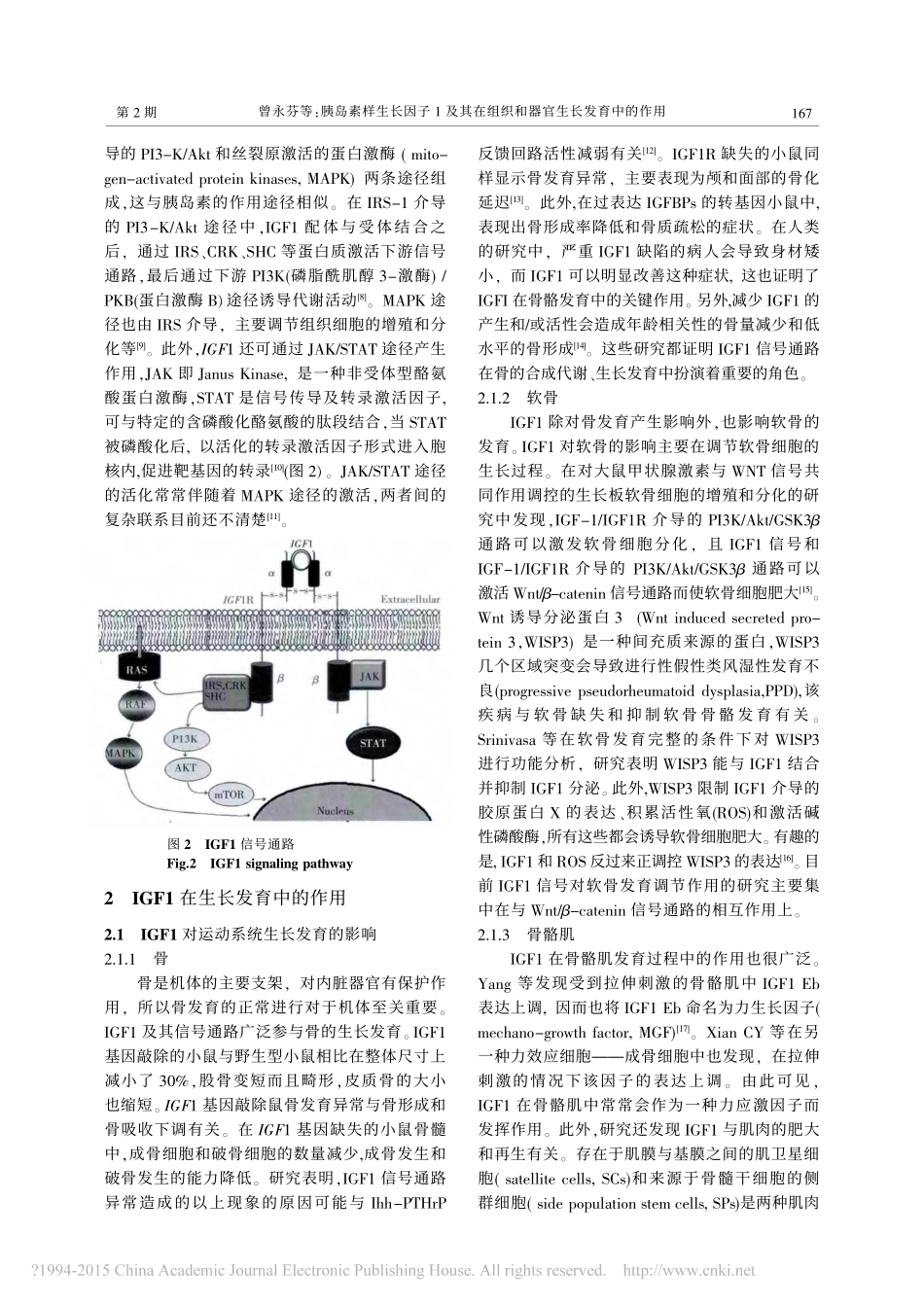 胰岛素样生长因子1及其在组织和器官生长发育中的作用_曾永芬_第3页