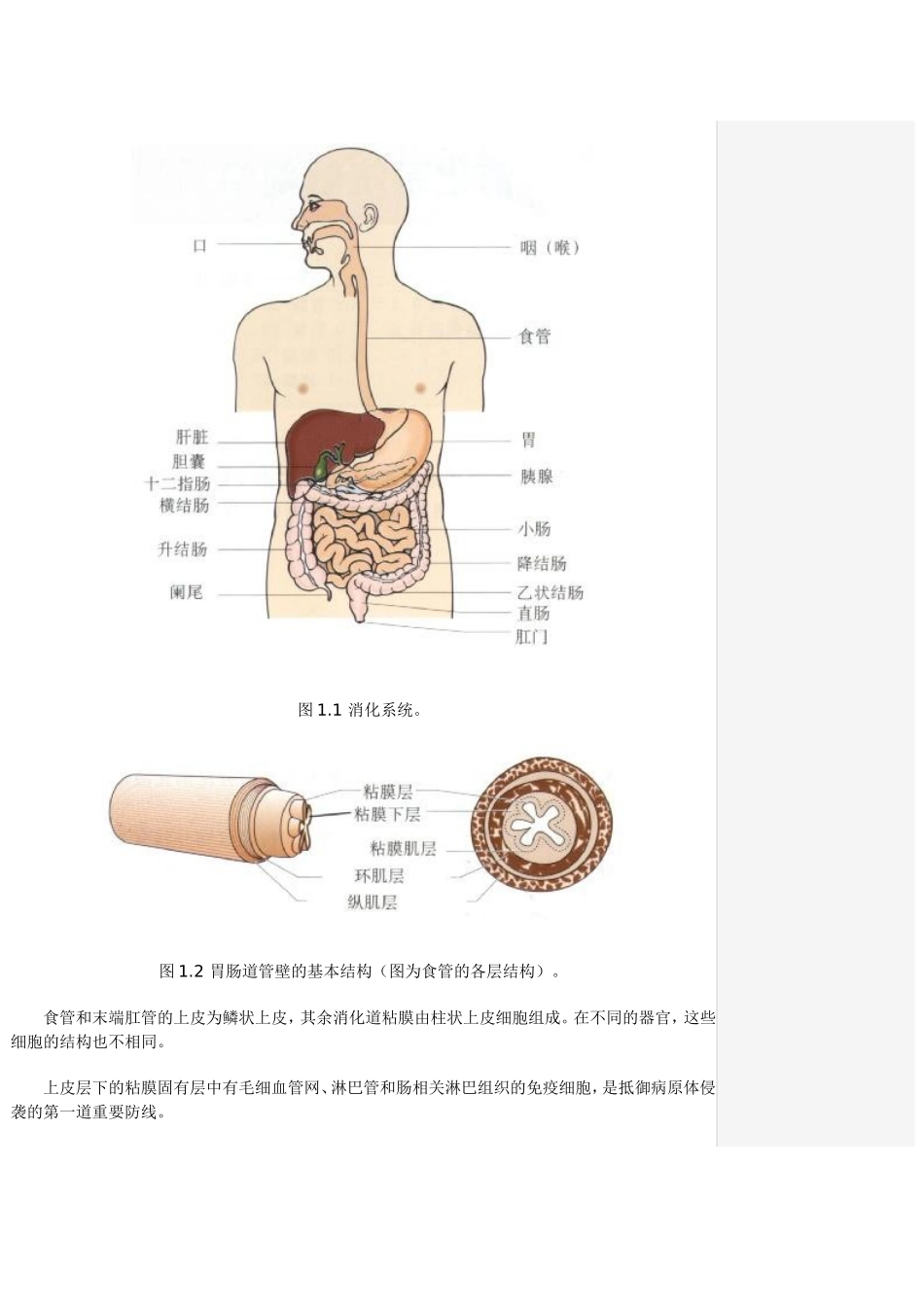 胃肠神经精讲_第3页