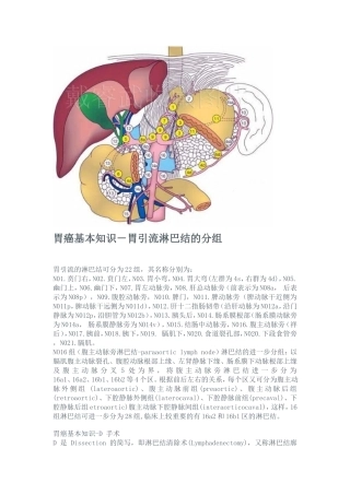 胃癌清扫淋巴结分组图