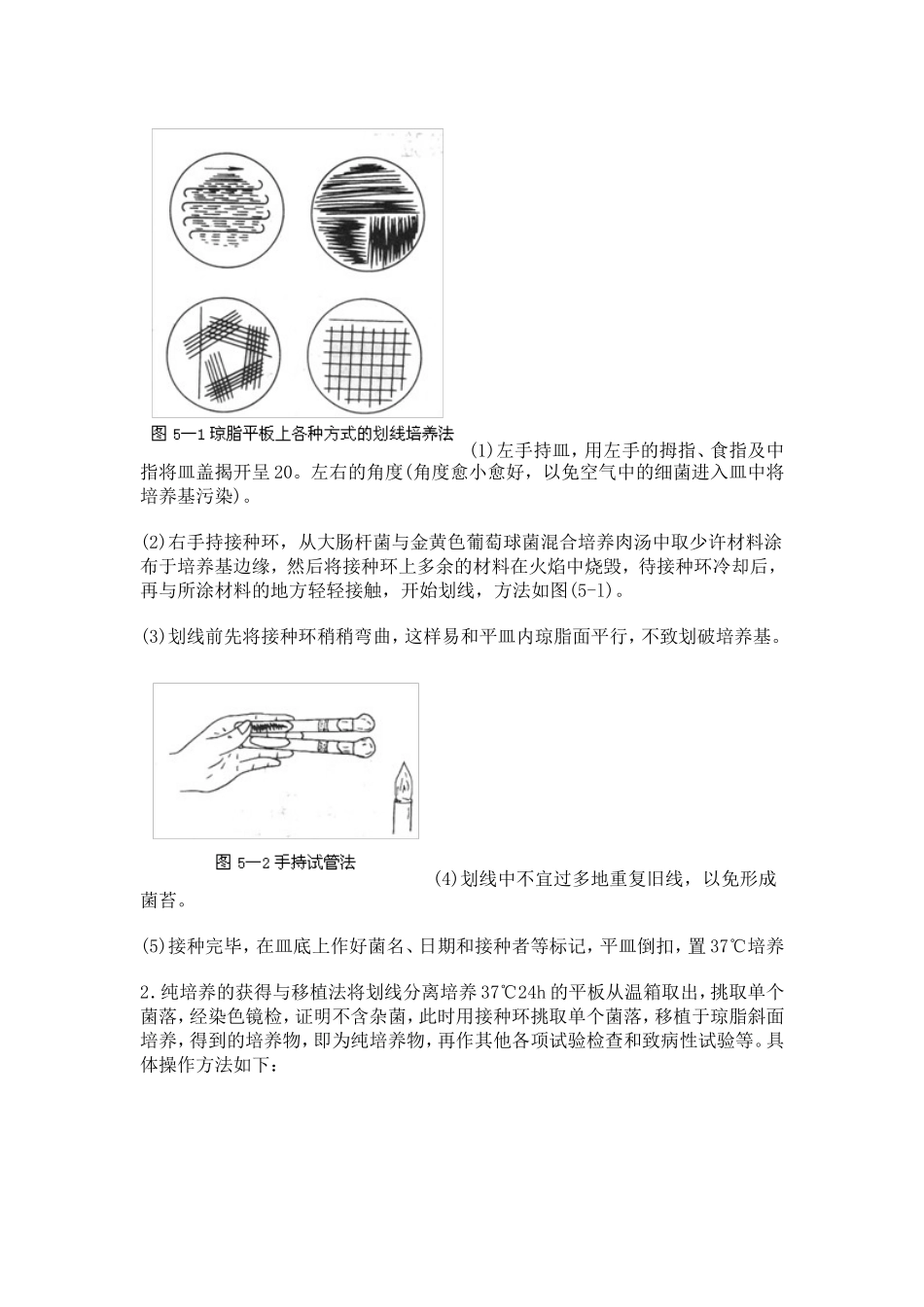细菌的分离与培养_第3页