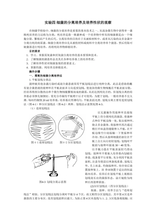 细菌的分离培养及培养性状的观察