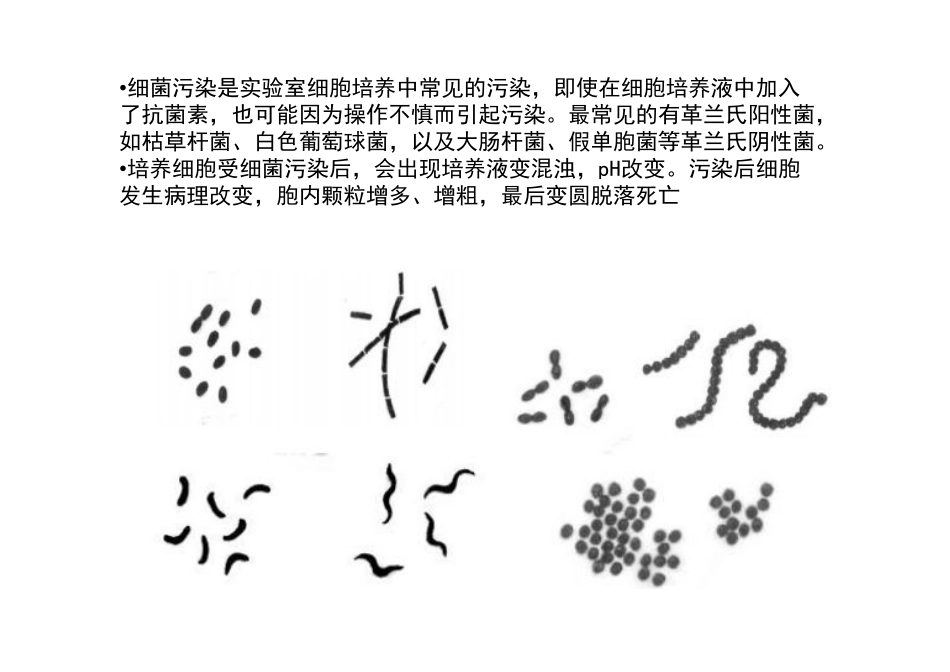 细胞培养的污染和检测_第3页