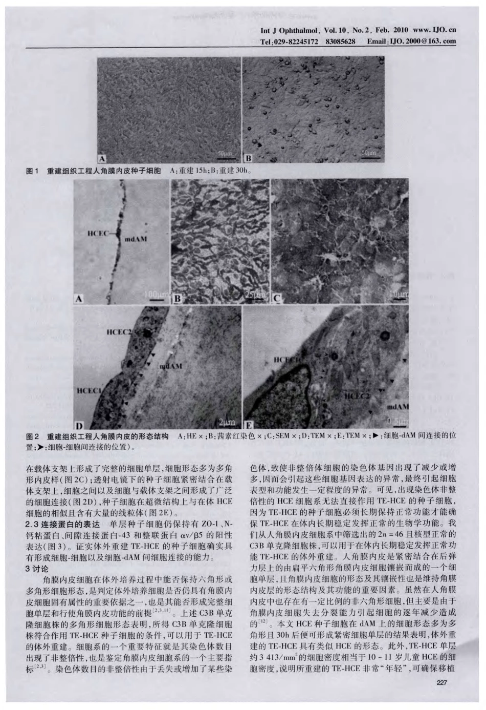 组织工程人角膜内皮的体外重建及其形态结构_第3页