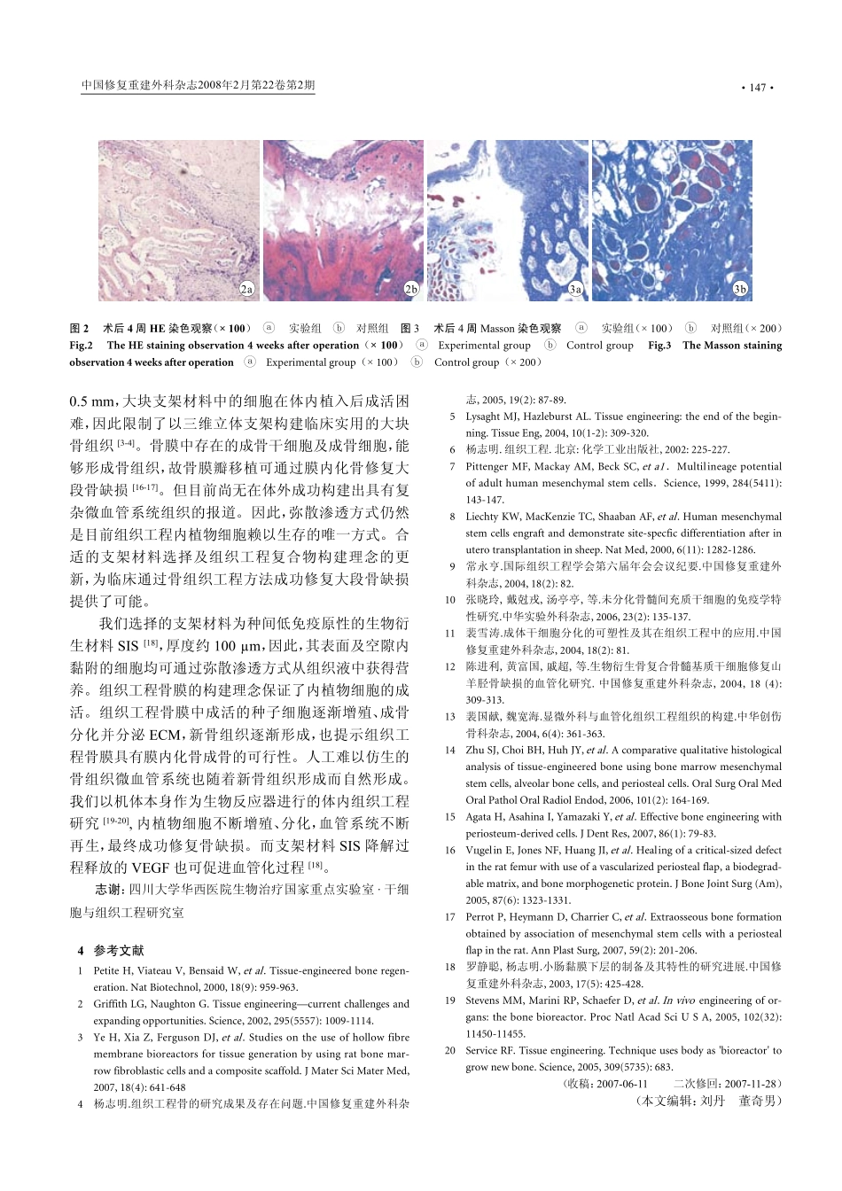 组织工程骨膜异体体内成骨修复兔骨缺损的初步观察_第3页