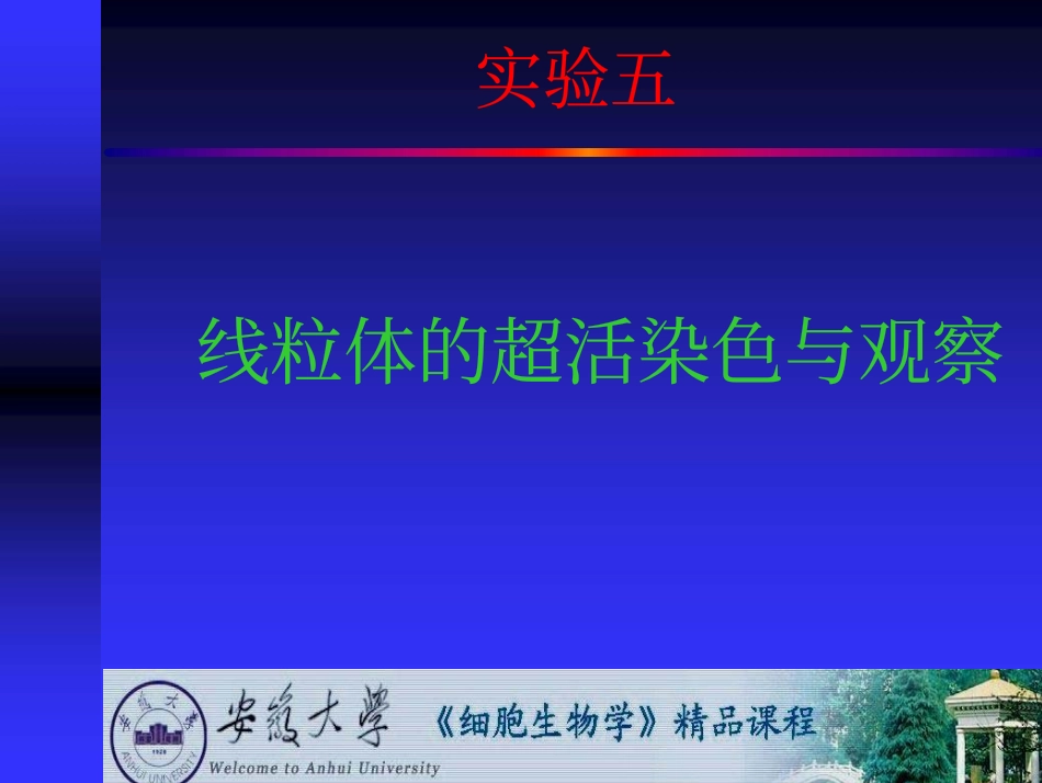 线粒体的超活染色与观察_第1页