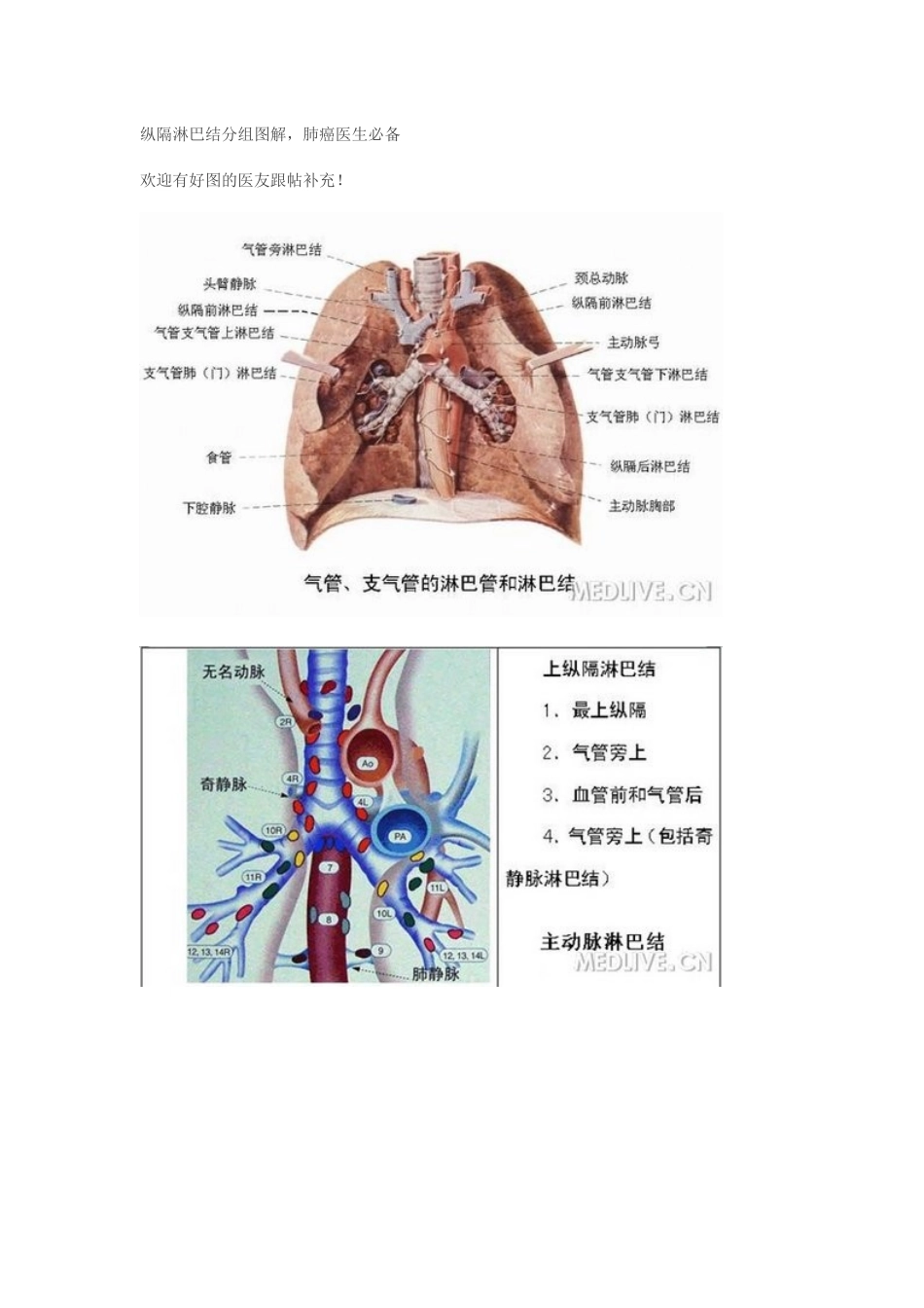 纵隔淋巴结分组图解_第1页