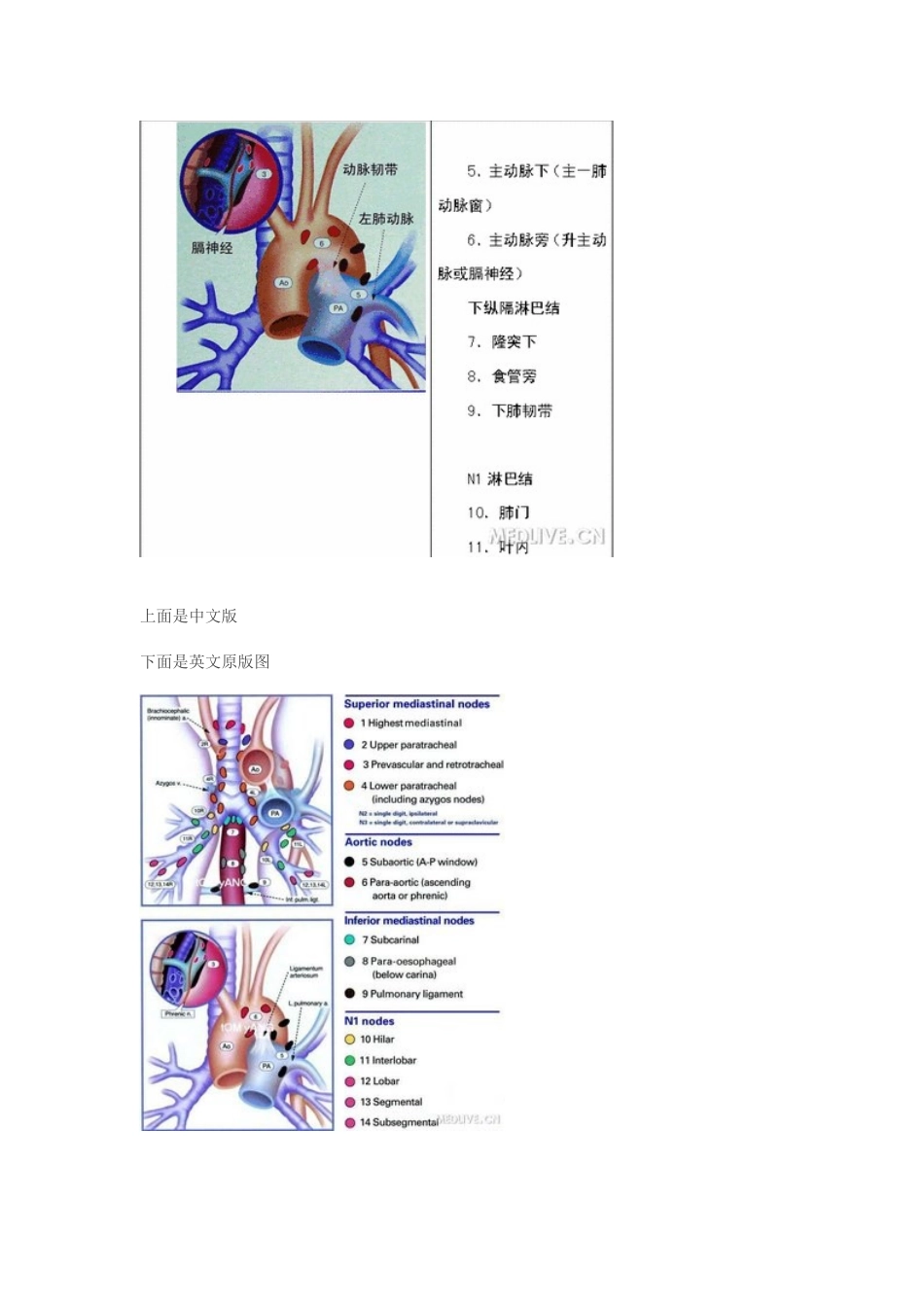 纵隔淋巴结分组图解_第2页