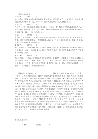 种绿豆观察日记
