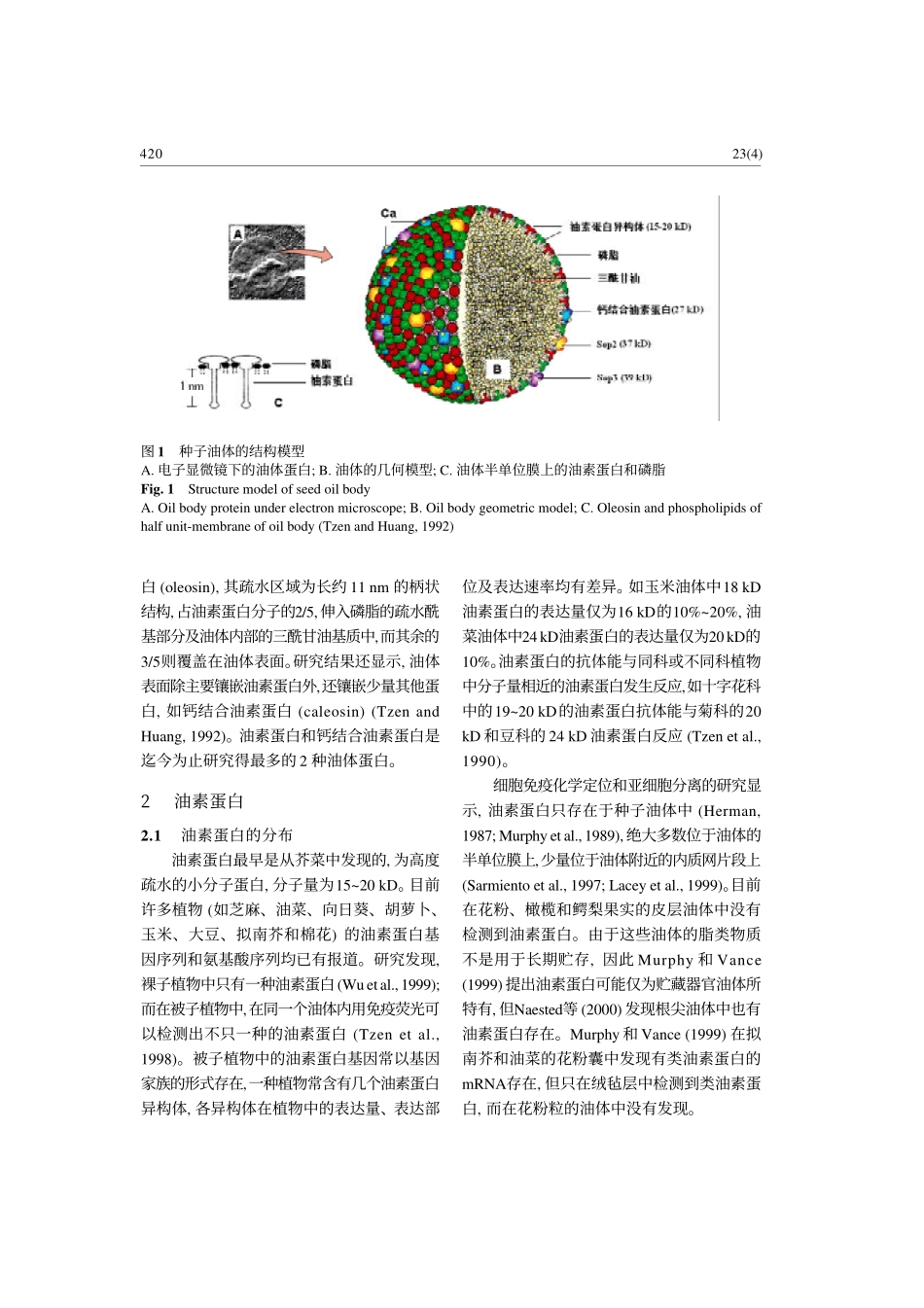种子的贮油细胞器――油体及其蛋白_第3页
