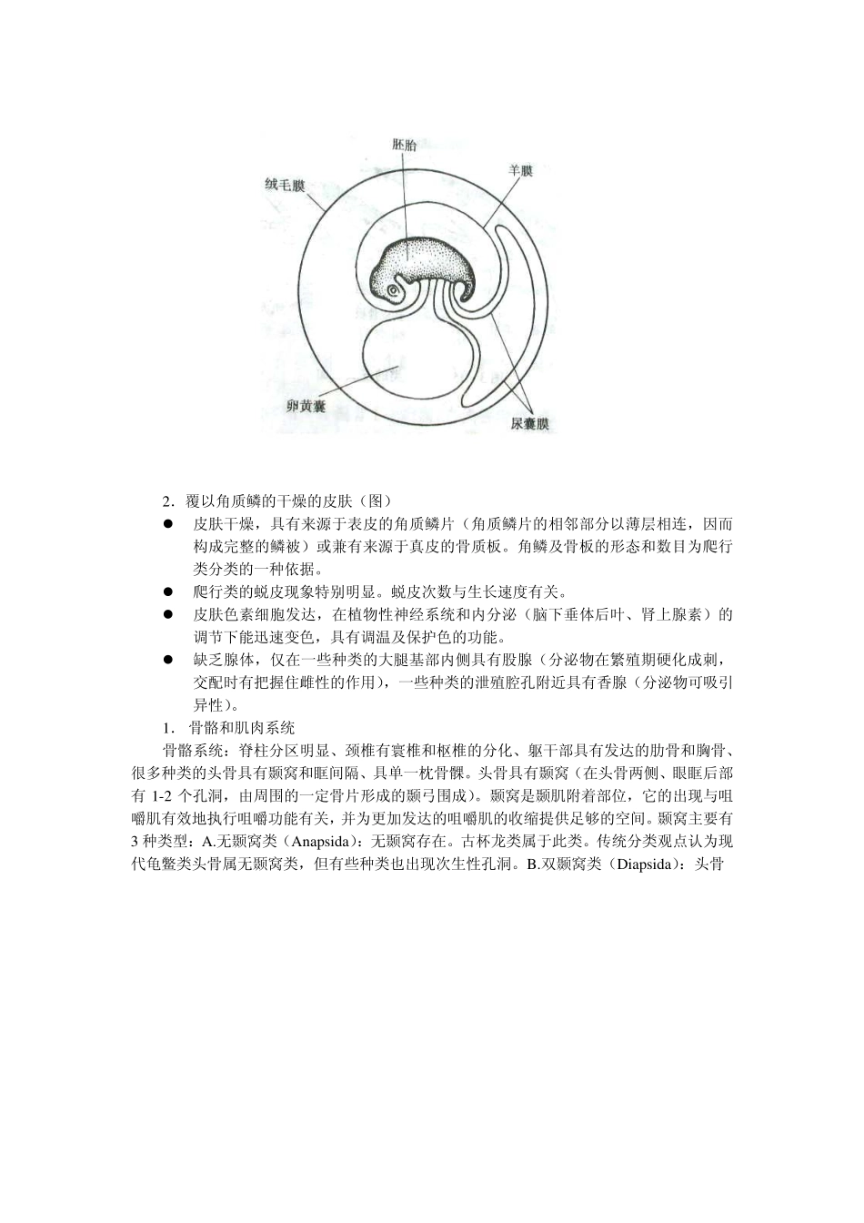真正陆生的变温、羊膜动物——爬行纲(Reptilia)_第2页