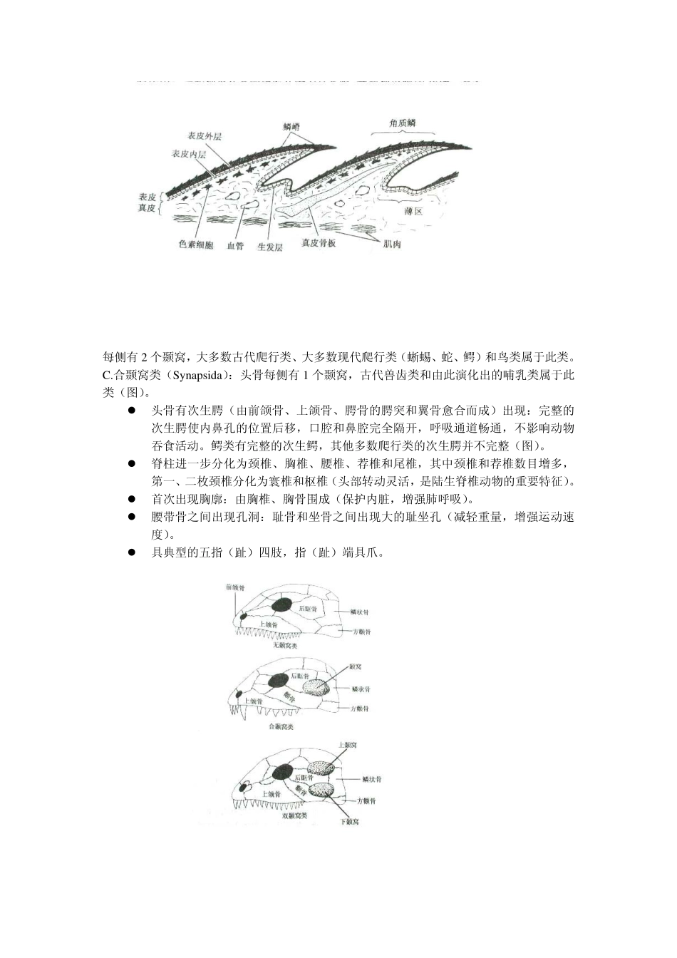 真正陆生的变温、羊膜动物——爬行纲(Reptilia)_第3页