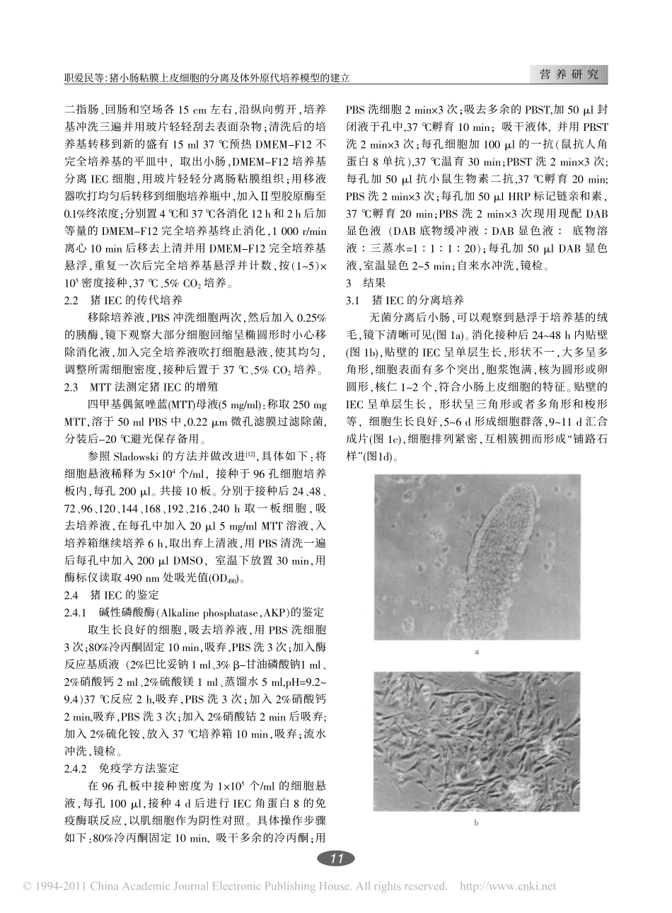 猪小肠粘膜上皮细胞的分离及体外原代培养模型的建立_第2页
