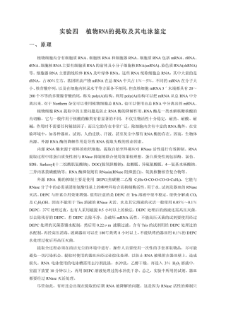 植物RNA的提取及其电泳鉴定