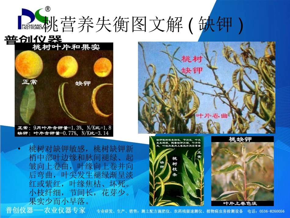桃营养失衡图文解——桃树缺素症状图_第3页