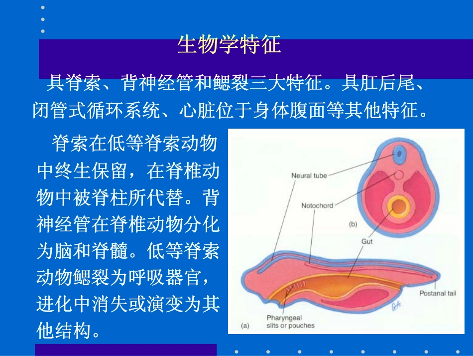 最高等的动物门类 --脊索动物门(Chordata)_第3页