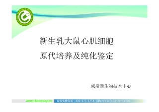 新生乳大鼠心肌细胞培养