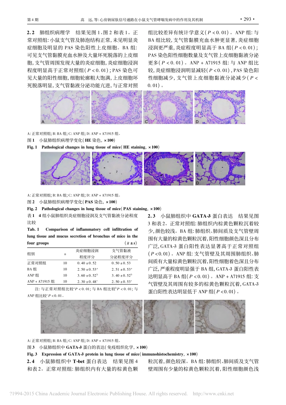 心房钠尿肽信号通路在小鼠支气管哮喘发病中的作用及其机制_第3页