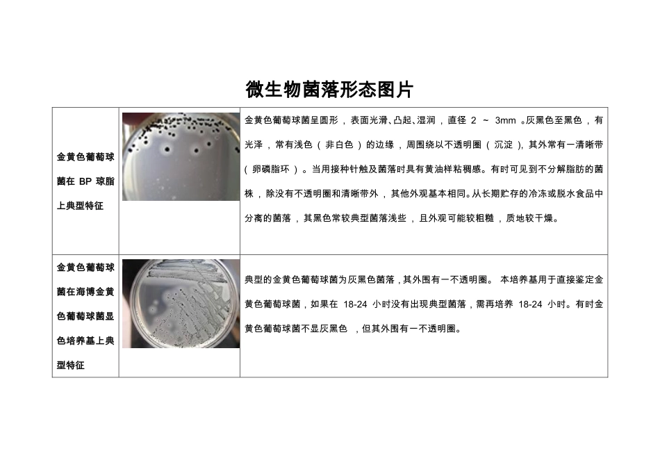 微生物菌落形态图片_第1页