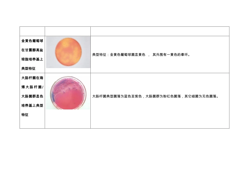 微生物菌落形态图片_第2页